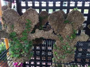 11045346_817784571608554_5196908620241788998_n